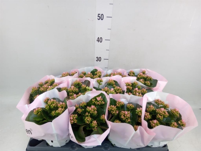 <h4>Kalanchoe blos.   ..rosebud</h4>