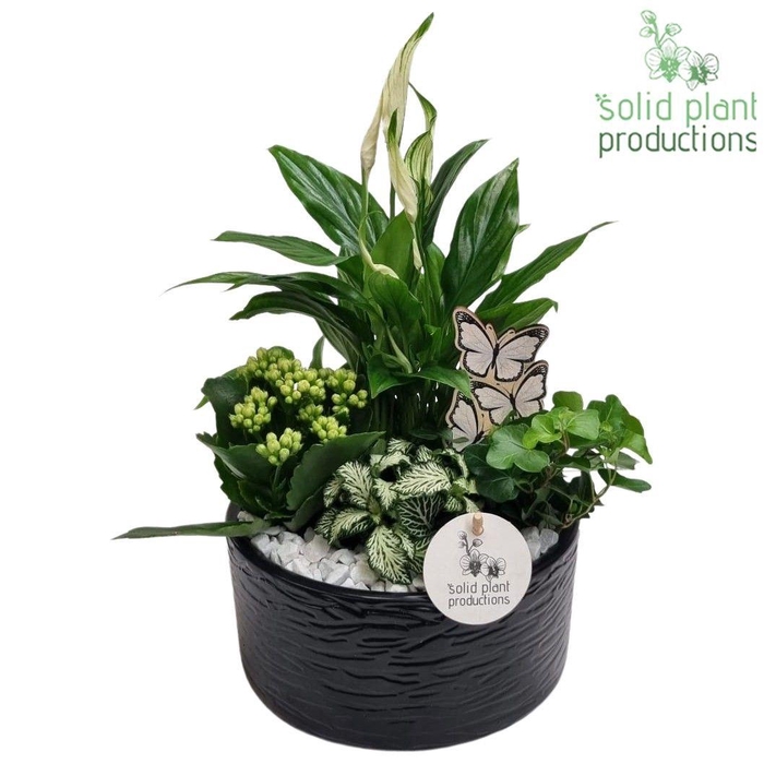 <h4>SP003 Loes Black</h4>