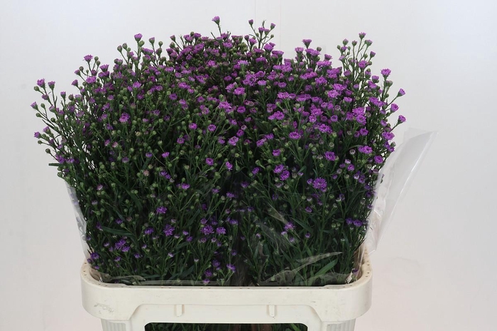 <h4>Aster Baby Pink</h4>