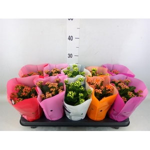Kalanchoe blos. 'Perfecta'  ..mix 5