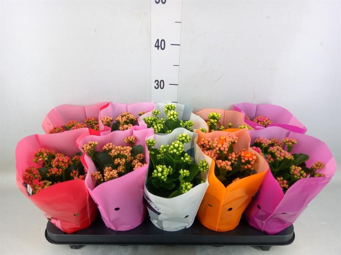 <h4>Kalanchoe blos. 'Perfecta'  ..mix 5</h4>
