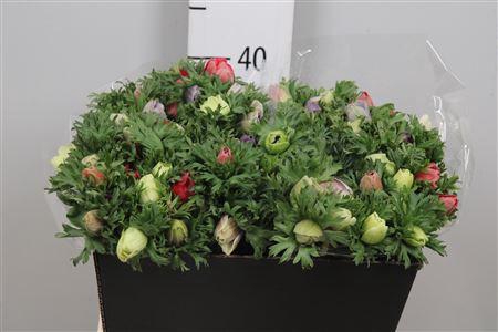 <h4>Anem Co Mar Gem</h4>