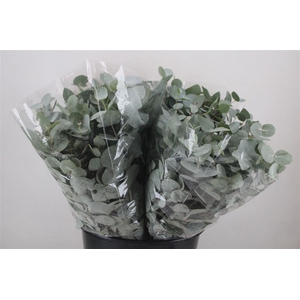 Euca Cinerea Short 150gr P Bunch