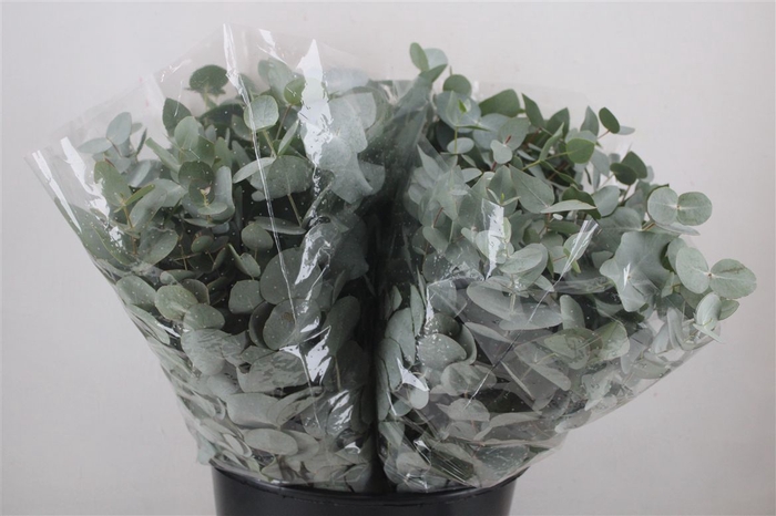 <h4>Euca Cinerea Short 150gr P Bunch</h4>
