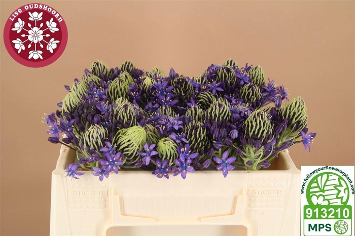 <h4>SCIL PERUVIANA</h4>