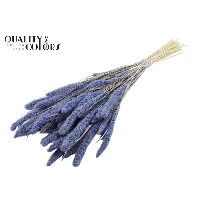 <h4>Setaria per bunch Bleached  Frosted Milka</h4>