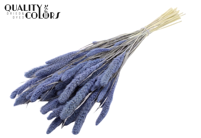 Setaria per bunch Bleached  Frosted Milka