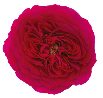 <h4>R Gr David Austin Darcey Red 40cm CO</h4>