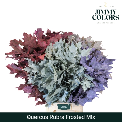 Quercus Rubra L80 Klbh. Frosted mix