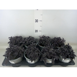 Salvia officinalis 'Purpurascens'