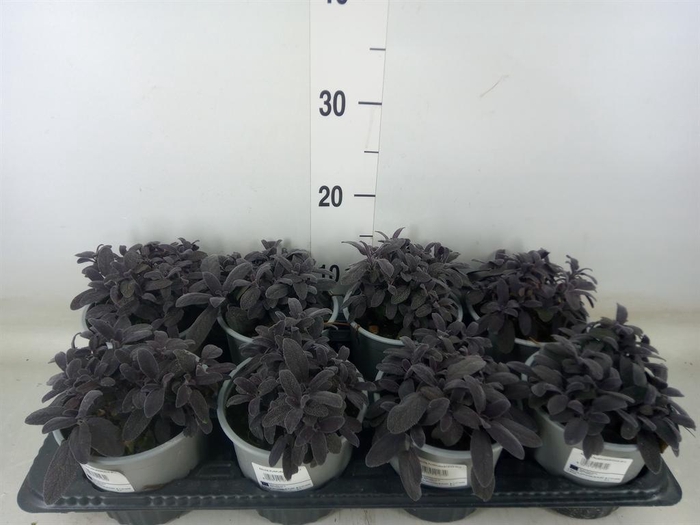 <h4>Salvia officinalis 'Purpurascens'</h4>