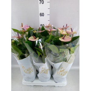 Anthurium andr. 'Laguna'