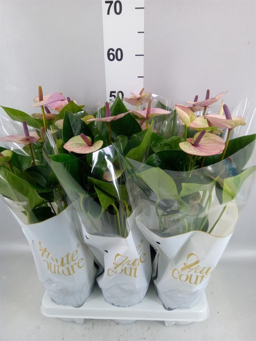 <h4>Anthurium andr. 'Laguna'</h4>