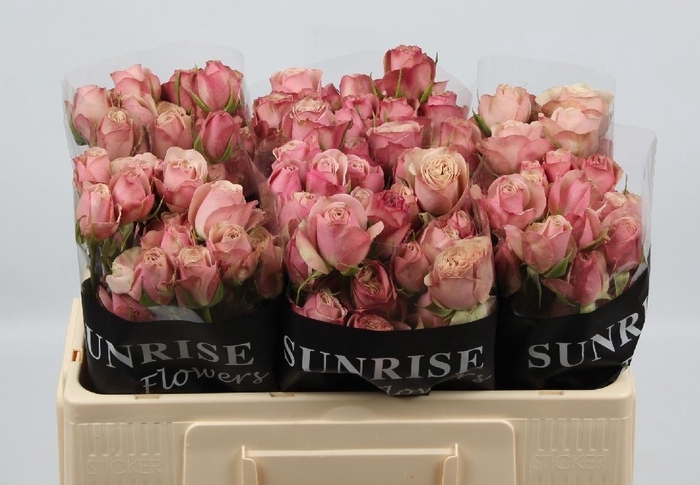 <h4>R TR DESTINI</h4>