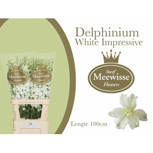 Delphinium Impressive White