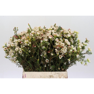 Chamelaucium Moonlight Delight