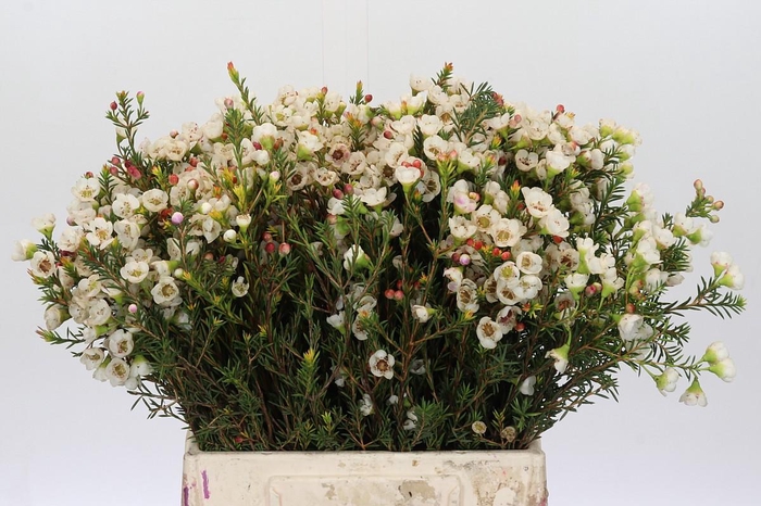 Chamelaucium Moonlight Delight