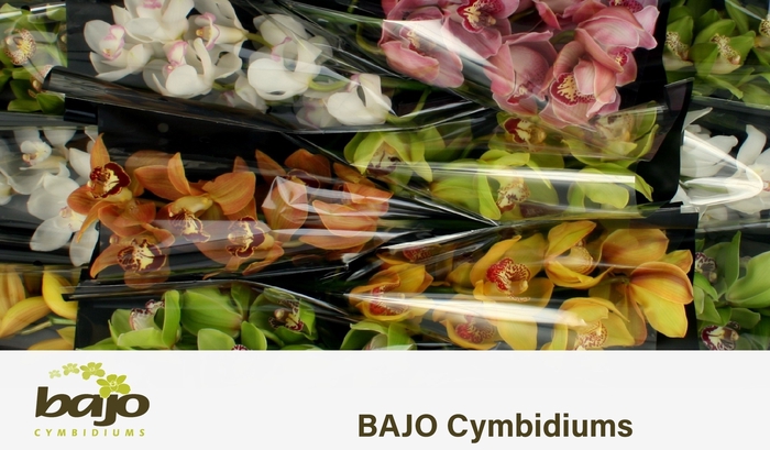 <h4>CYMB T GEM</h4>