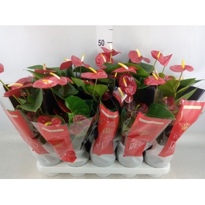 Anthurium andr. 'Royal Champion'