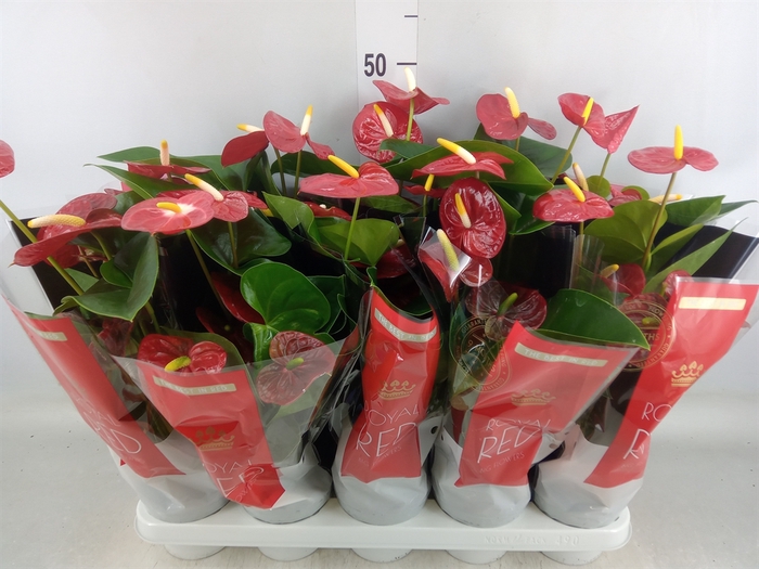 <h4>Anthurium andr. 'Royal Champion'</h4>