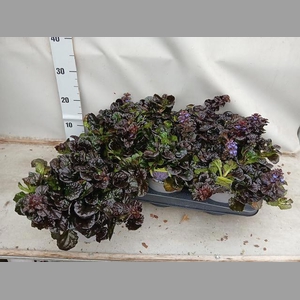 AJUGA REPT