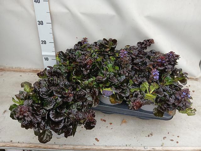 <h4>AJUGA REPT</h4>
