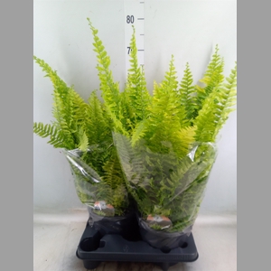 Nephrolepis exal.   ...