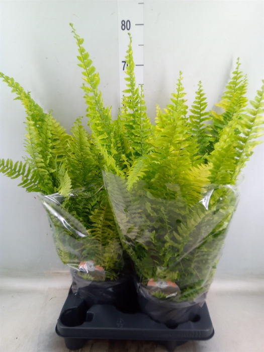 <h4>Nephrolepis exal.   ...</h4>