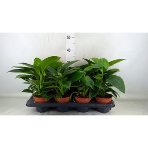 Philodendron 'Green Princess'