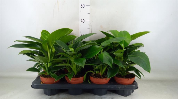 <h4>Philodendron  'Green Princess'</h4>