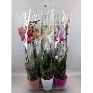 Phalaenopsis   ...mix