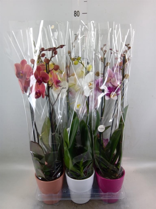 <h4>Phalaenopsis   ...mix</h4>