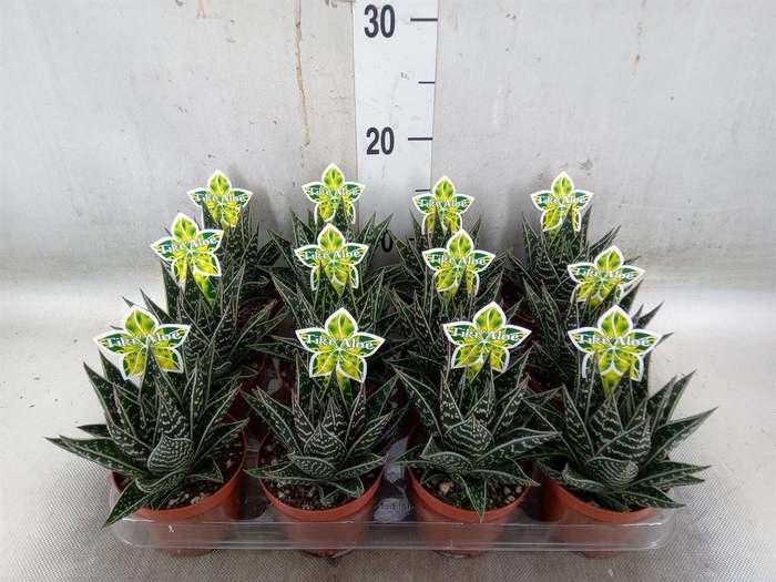 <h4>Aloe aristata 'Tiki Tahi'</h4>