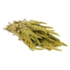 Droogbloemen - Amaranthus Natural Green