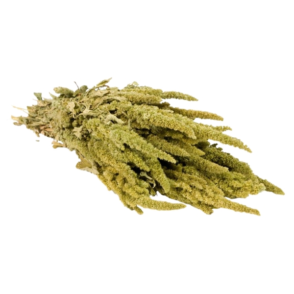 Droogbloemen - Amaranthus Natural Green