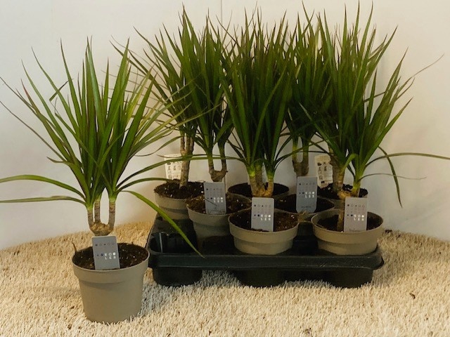<h4>DRA MARGINATA</h4>