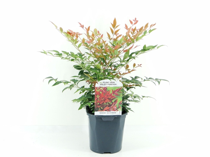 <h4>Nandina dom. Gulfstream</h4>