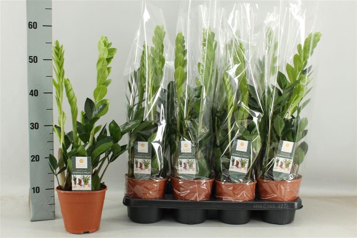 Zamioculcas Zamiifol