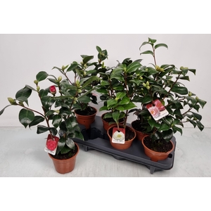 CAMELLIA JAPONICA