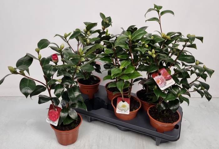 <h4>CAMELLIA JAPONICA</h4>