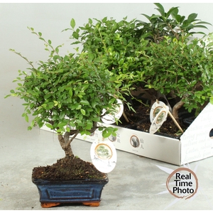 BONSAI GEM