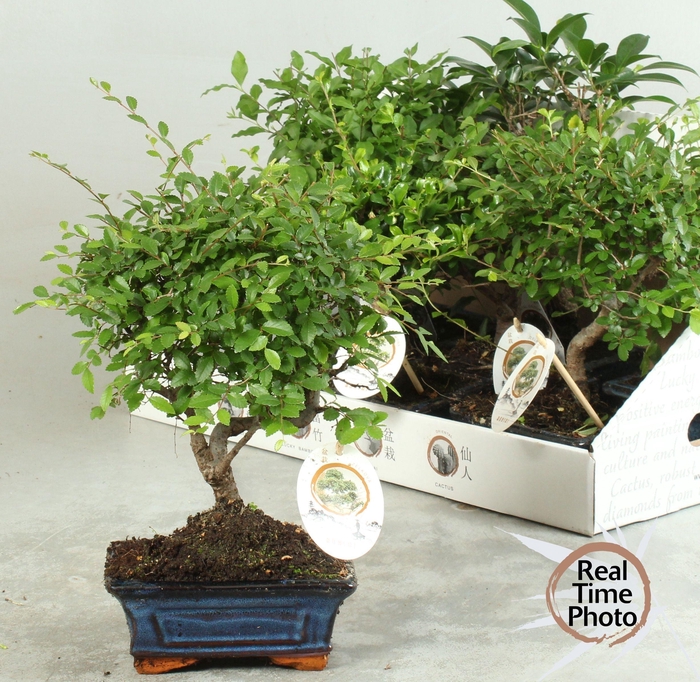 <h4>BONSAI GEM</h4>