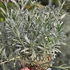 Convolvulus overig