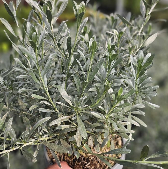 Convolvulus overig