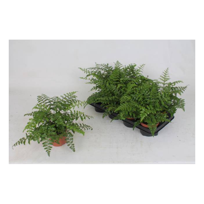 <h4>Asplenium Parvati 12Ø 25cm</h4>