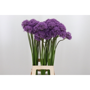 Allium Gladiator