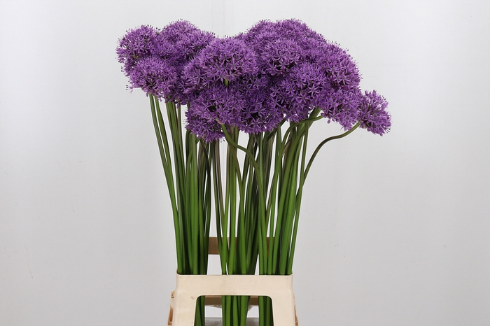 <h4>Allium Gladiator</h4>