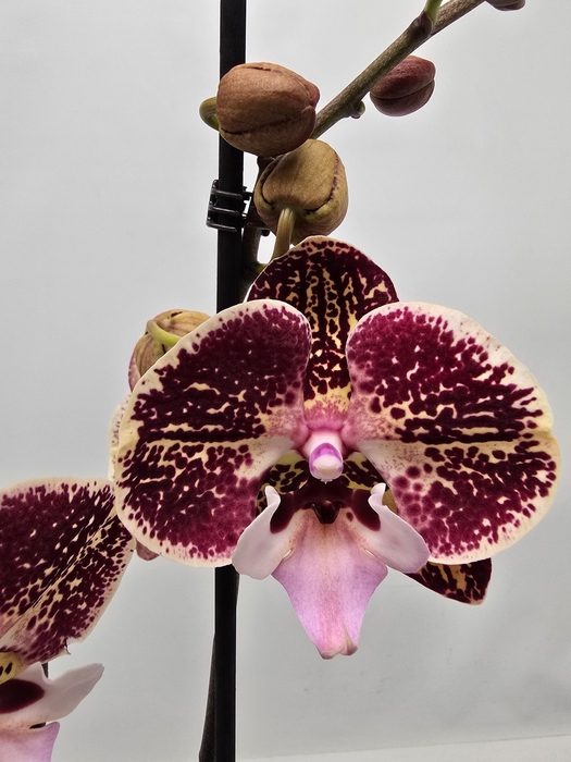 <h4>Limited 07 week 1</h4>