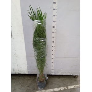 Phoenix canariensis