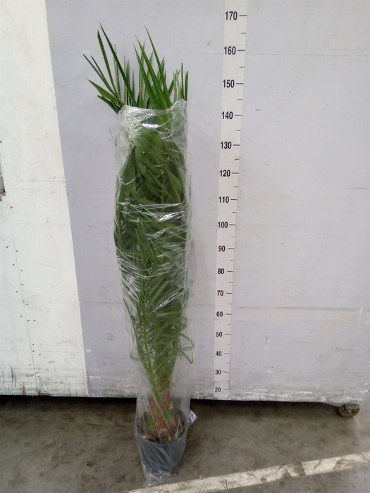 <h4>Phoenix canariensis</h4>